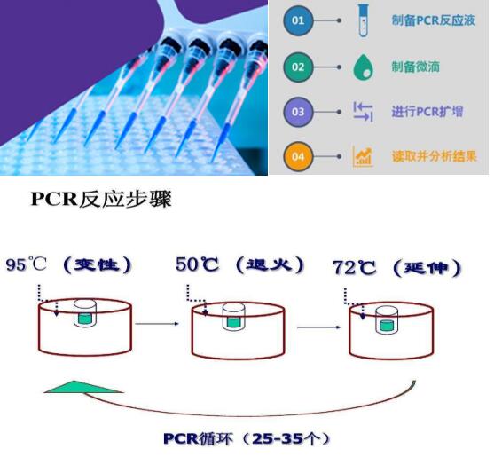 猪轮状病毒群RT-LAMP试剂盒50次