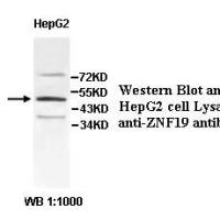 ZNF19 Antibody