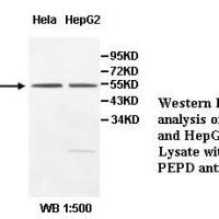 PEPD Antibody