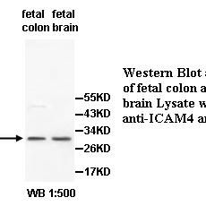 ICAM4 Antibody