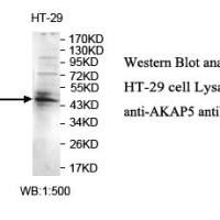 AKAP5 Antibody