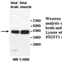 HS2ST1 Antibody