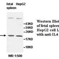 IL4 Antibody