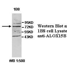 ALOX15B Antibody