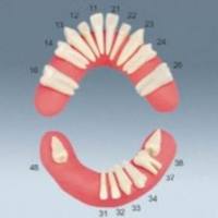 外科牙齿耗材 A-J OP ZE