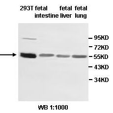 ZNF165 Antibody
