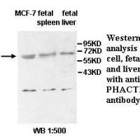 PHACTR4 Antibody