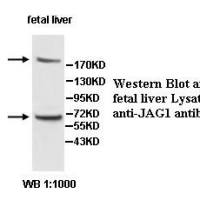 JAG1 Antibody