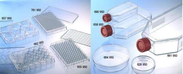 A549人肺癌细胞系