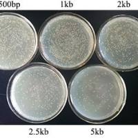 pUC57 Simple TA/平端通用克隆载体