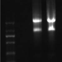 动物组织/细胞/昆虫总RNA提取试剂盒(带gDNA过滤器)