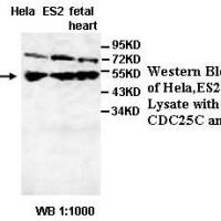 CDC25C Antibody