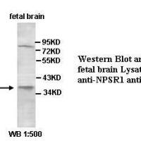 NPSR1 Antibody