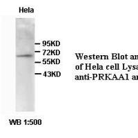 PRKAA1 Antibody