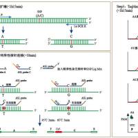 TaqMan SNP Genotyping Kit