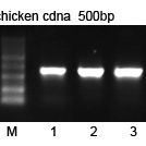 Goledn MLV Reverse Transcriptase