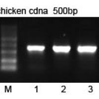 Goledn MLV Reverse Transcriptase