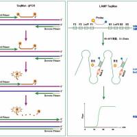 LAMP-TaqMan扩增试剂盒
