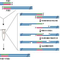 Gibson无缝连接试剂盒