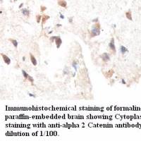 alpha 2 Catenin Antibody