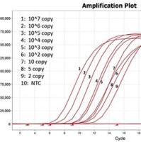 人轮状病毒（A组）检测试剂盒（恒温LAMP-TaqMan荧光法）