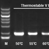 ThermoStable V Reverse Transcriptase