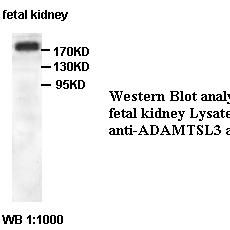 ADAMTSL3 Antibody