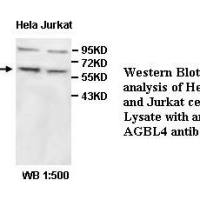 AGBL4 Antibody