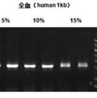 RAPA3G动物组织直扩PCR试剂盒