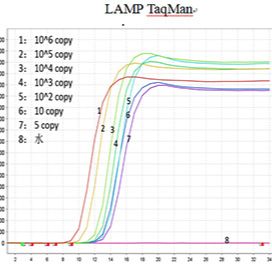 非洲猪瘟检测试剂盒(恒温荧光LAMP-TaqMan法)
