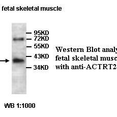 ACTRT2 Antibody