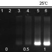 Bsu DNA Polymerase (Large Fragment)