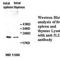 IL22 Antibody