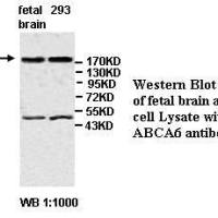 ABCA6 Antibody