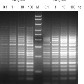 2×RAPA3G Multiplex PCR Mix