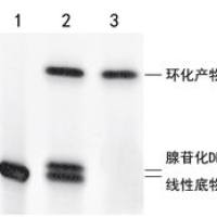 ssDNA/RNA 环化连接酶