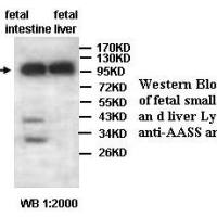 AASS Antibody