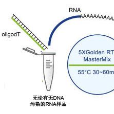 Golden 1st cDNA Synthesis Kit