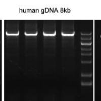 2×RAPA HiFi超保真PCR Mix(with dye)