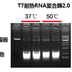 T7 耐热RNA聚合酶2.0