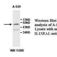 IL13RA1 Antibody