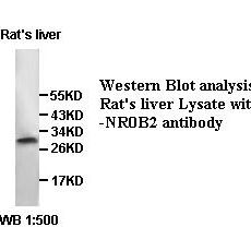 NR0B2 Antibody