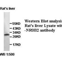 NR0B2 Antibody