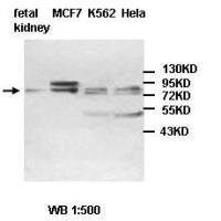 ABCF3 Antibody
