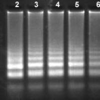 Bst3.0 DNA/RNA Polymerase