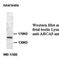 ABCA5 Antibody