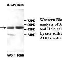 AHCY Antibody
