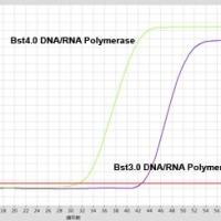 Bst4.0 DNA/RNA Polymerase