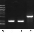 2XSuper Taq PCR Mix(with Dye)