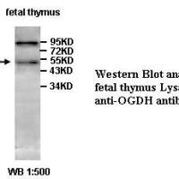 OGDH Antibody